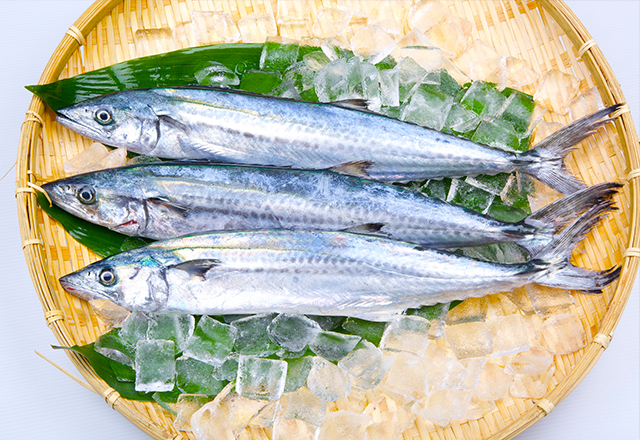 鳥羽 鰆（さわら）